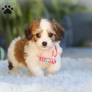 Scout, Cavachon Puppy